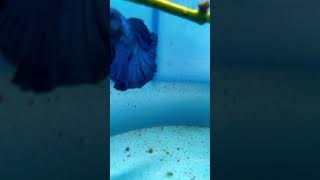 Betta Fish breeding bettafish outdoors biofilter [upl. by Croydon]