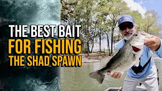 The Best Bait for Fishing The Shad Spawn lakelanierfishing2024 bassfishing [upl. by Ynaitirb]