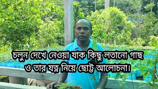 চলুন দেখে নেওয়া যাক কিছু লতানো গাছ ও তার যত্ন নিয়ে ছোট্ট আলোচনা। [upl. by Pacheco713]