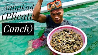 DIVING FOR ANINIKAD PLICATE CONCH PART 2  CATCH AND COOK  BOHOL PHILIPPINES [upl. by Dot]