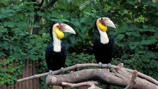 The Hornbill Diaries Up Close with These Amazing Bird [upl. by Ahtnama118]