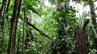 Howler Monkeys barking sound only Bolivia [upl. by Rhoads]