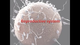 Female Reproductive System Anatomy and Physiology Review [upl. by Tom]