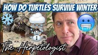 Trapped under ice for 4 months How do turtles do it [upl. by Clayson]