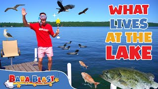 What Lives at the Lake  Animal Videos for Kids  Baba Blast [upl. by Ailis]