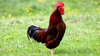 Rooster crowing funny [upl. by Braden]