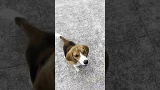 Leo my Beagle barking after a crow 🐦‍⬛ got his treat cute funny cutebeagle [upl. by Oniotna]