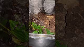 Acanthoscurria Geniculata  Sneaks Through The Terrarium 🕷️ geniculata tarantula tarantulalove [upl. by Doxia]