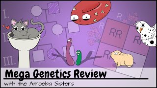 Mega Genetics Review [upl. by Lawrenson121]