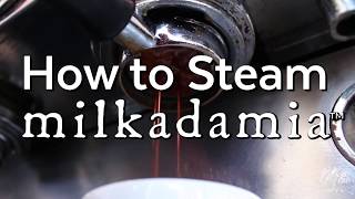 How to steam milkadamia [upl. by Johan]