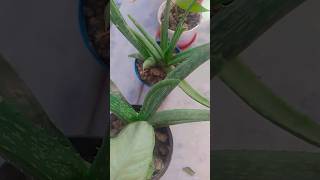 Alovera plant youtubeshorts gardening plant shorts shortfeed aloeveraplant care [upl. by Marie-Jeanne]