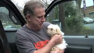 Puppy mill transport rescue to WARL  109 dogs saved [upl. by Showker756]