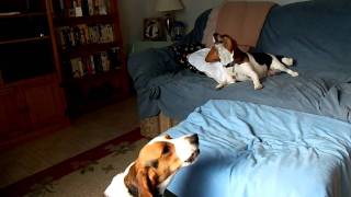 Beagles howling [upl. by Salvatore]