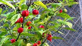 Carolina Reaper mudas e pimentas  pimentaseverinoscombr [upl. by Nnil]