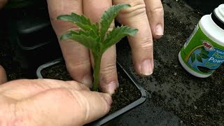 Dahlia cuttings taken from tubers Simple easy method [upl. by Ydnil]