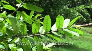 Kutaja or Wrightia tinctoria or Pala indigo plant A medicinal plant [upl. by Mendelson805]