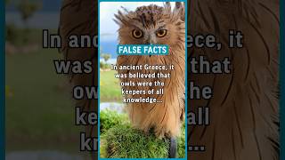 In ancient Greece it was believed that owls were the keepers of all knowledge and would… false [upl. by Rhonda277]