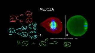 Mejoza  na drodze do rozmnażania płciowego [upl. by Stoneman]