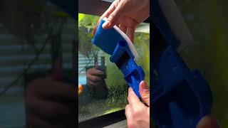 I Tried Every Aquarium Scraper Which One Works Best 🧽 aquariumcleaning fishtankmaintenance [upl. by Hube472]