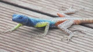 Augrabies Flat Lizard Platysaurus broadleyi  Augrabies Falls National Park South Africa [upl. by Damarra]