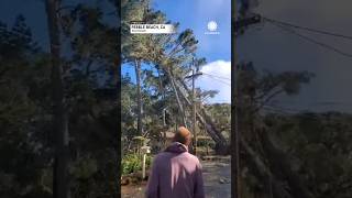 100foot Trees Fall in Pebble Beach California [upl. by Solotsopa]