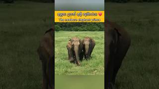 The newborn elephant prince  අලුත උපන් අලි කුමාරයා elephant babyanimals safari adventure [upl. by Annekim]