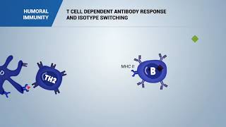 HUMORAL IMMUNITY T cell dependent antibody response and isotype switching [upl. by Downall]