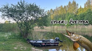 LYDEKŲ ŽVEJYBA SPININGU 2024 [upl. by Alodie466]