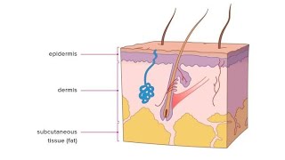 THE SKIN PART3Derivatives Of Skinclass9thicsehairsebaceous glandsweat glandmammary gland [upl. by Einner]