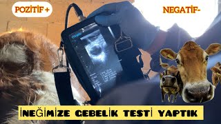 İNEKLERE GEBELİK TESTİDÜVELERİMİZE TOHUM ATTIR DIK youtubevideo2024 inek inekbakımı köyhayatı [upl. by Eanerb762]