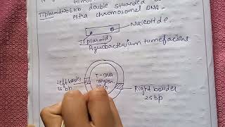 Plasmid vector for plantsTi plasmid complete explanationTi plasmid detailAgrobacterium tumefacien [upl. by Revned]