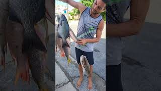 Un buen día de Pesca en Playa de Santa Fé Cuba Nostalgia Viva playadesantafe santafecuba [upl. by Yeldua]