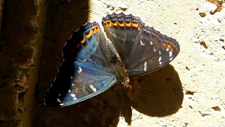 limenitis populi 2  butterflies of Greece [upl. by Idoc]