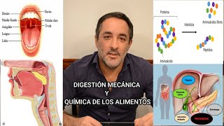 Digestión mecánica y química resumen [upl. by Ceporah]