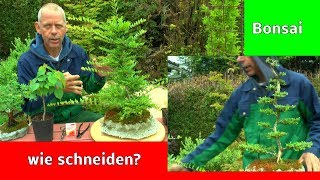 Bonsai Schneiden  Gestalten  Wissenswertes und Erklärungen zu den Miniaturbäumen mit [upl. by Helli]