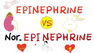 Epinephrine vs NorEpinephrine [upl. by Studdard]