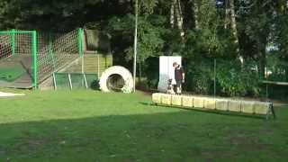 mechelse herder ringsport training 1 [upl. by Hiasi455]