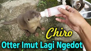 Chiro Udah Gak Sabar Pengen Ngedot [upl. by Erena]