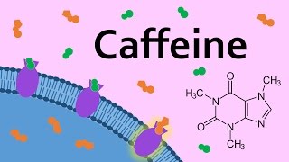 Caffeine and Adenosine Receptors [upl. by Sanalda558]