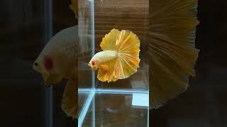 Golden Betta [upl. by Ayojal769]