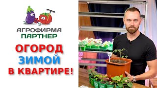 Огород зимой в квартире Обзор подходящих сортов и полезные советы [upl. by Sussman]