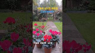 🇬🇧 영국의 기나긴 겨울에 우울증 걸릴까봐 심는꽃 시클라멘 Cyclamen [upl. by Loseff]