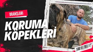 Koruma Köpekleri ve Branşları [upl. by Buderus]