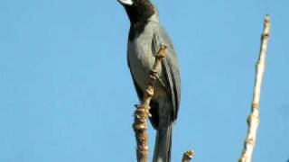 Blackfaced Tanager [upl. by Church]