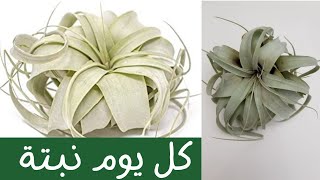 كل يوم نبتة الحلقة 30 النبات الهوائي تيلاندسيا One plant a day  Tillandsia Xerographica [upl. by Notsirk]