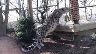 Snow leopards in new enclosure at Dudley Zoo [upl. by Eerok]