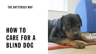 Blind Dog Care and Training  The Battersea Way [upl. by Crystie]