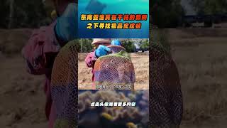 户外赶海：东南亚渔民在干枯的稻田之下寻找极品虎纹蛙！ 钓鱼 解说 解說 [upl. by Riplex]