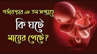 গর্ভাবস্থার ১৮ তম সপ্তাহ । 18 Week Pregnancy bangla । Pregnancy Week by Week Bangla [upl. by Hach]