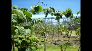 PLANTACIÓN JOVEN DE KIWIS [upl. by Ley]